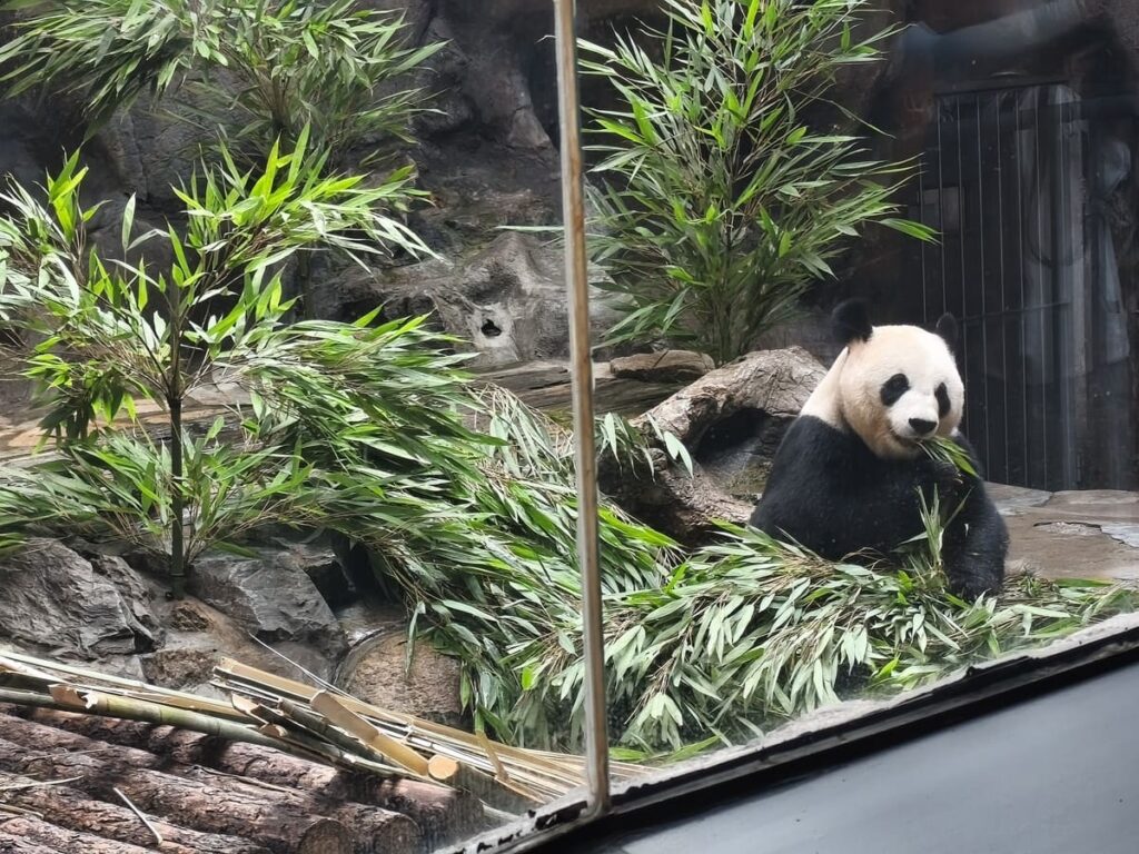 Girl Panda eating