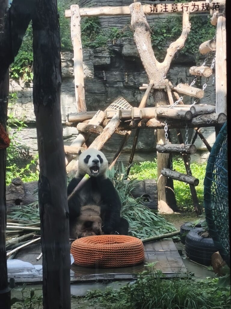 Boy panda eating bamboo