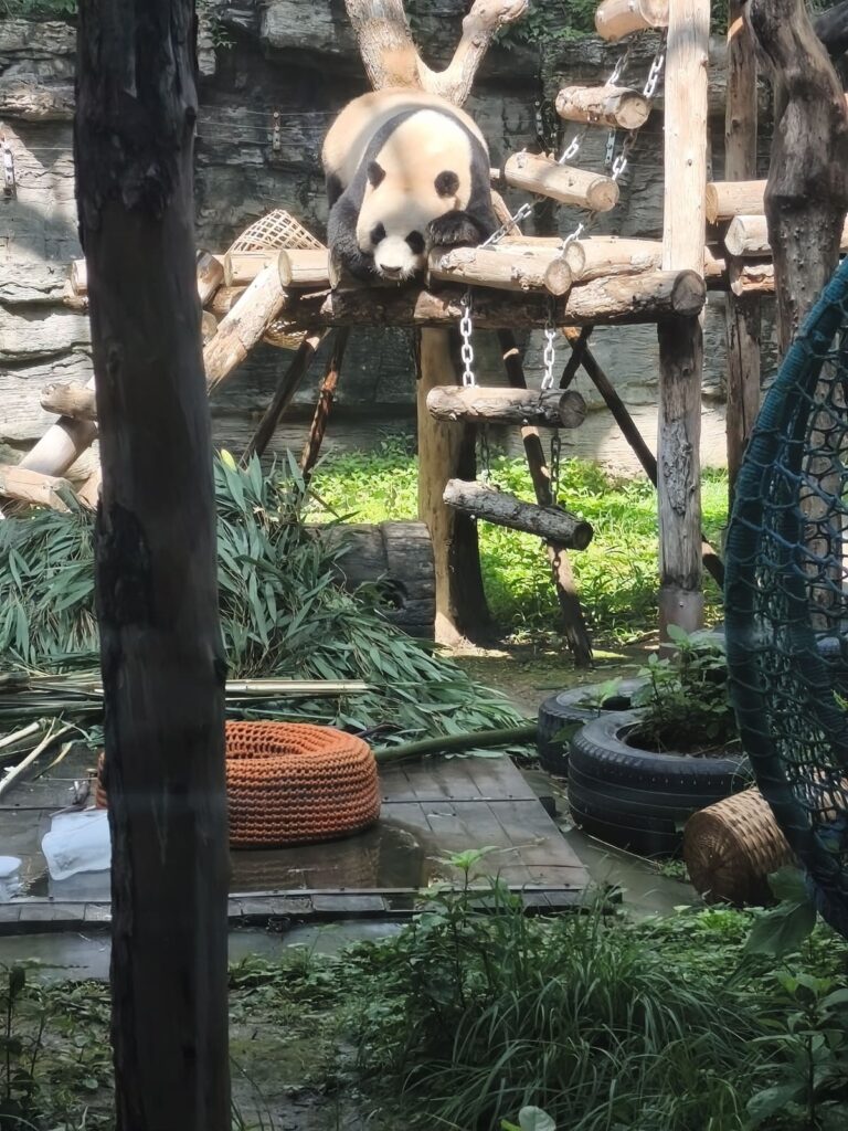 Panda scratching his butt