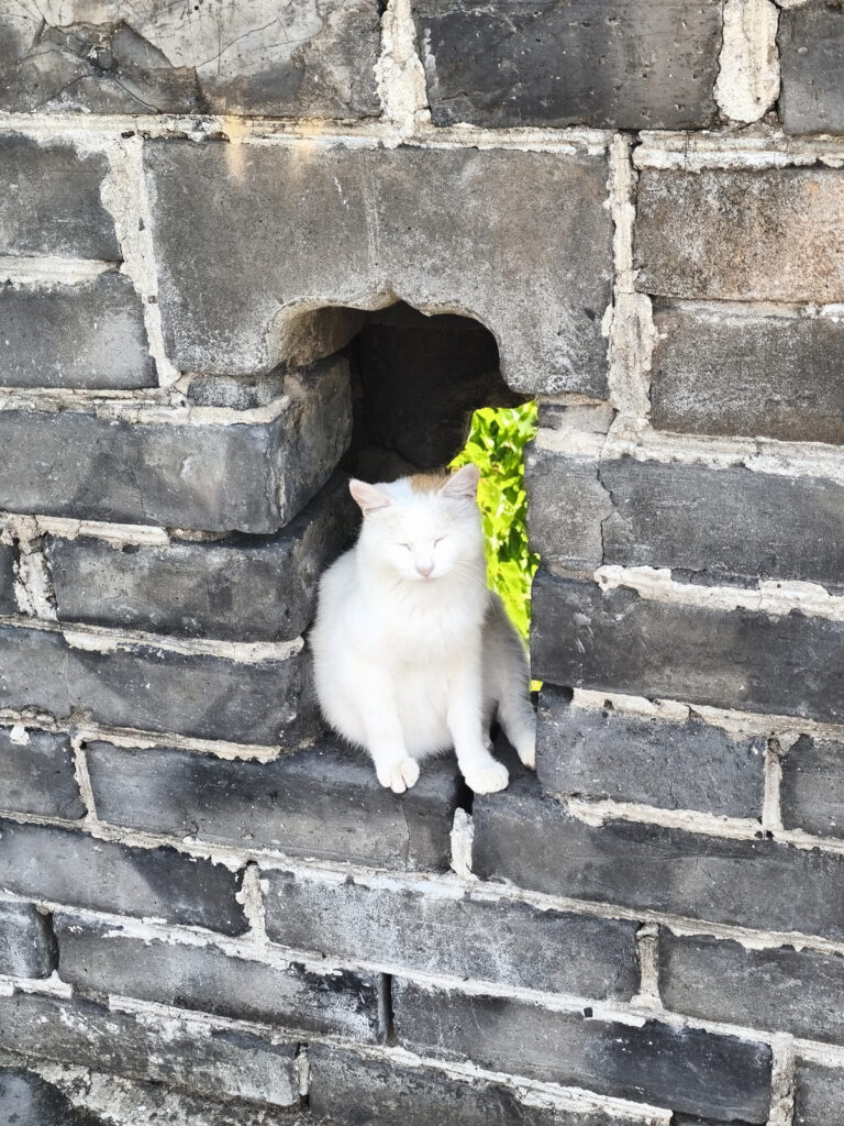 Cat sitting in hole in Great Wall