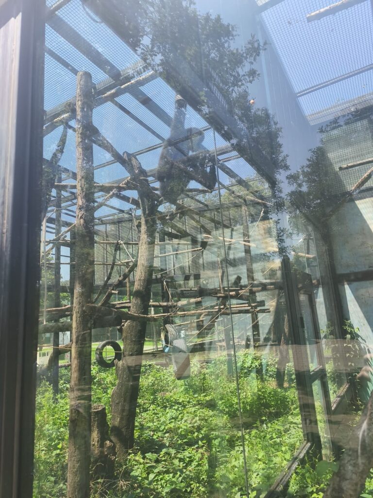 Gibbons in glass enclosure