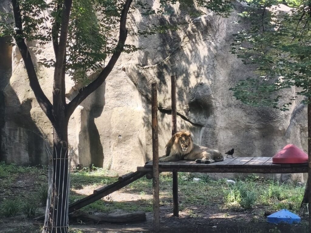 Lion on a podium with a crow
