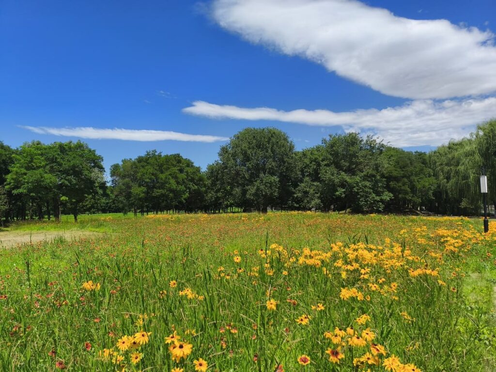 Meadow in park of Old Summer Palace