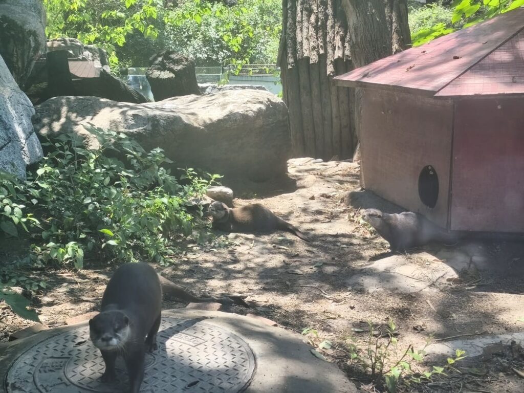 Otters at Beijing Zoo