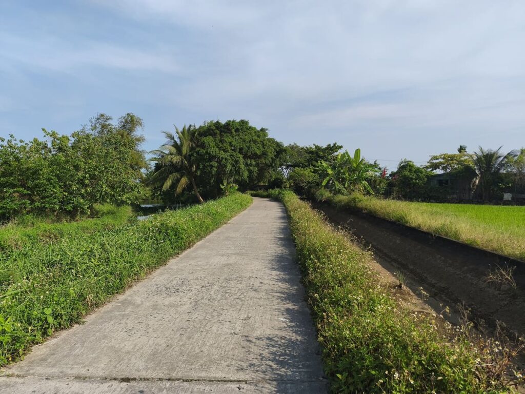 Path through rice field in Hoi An, perfect for bikes