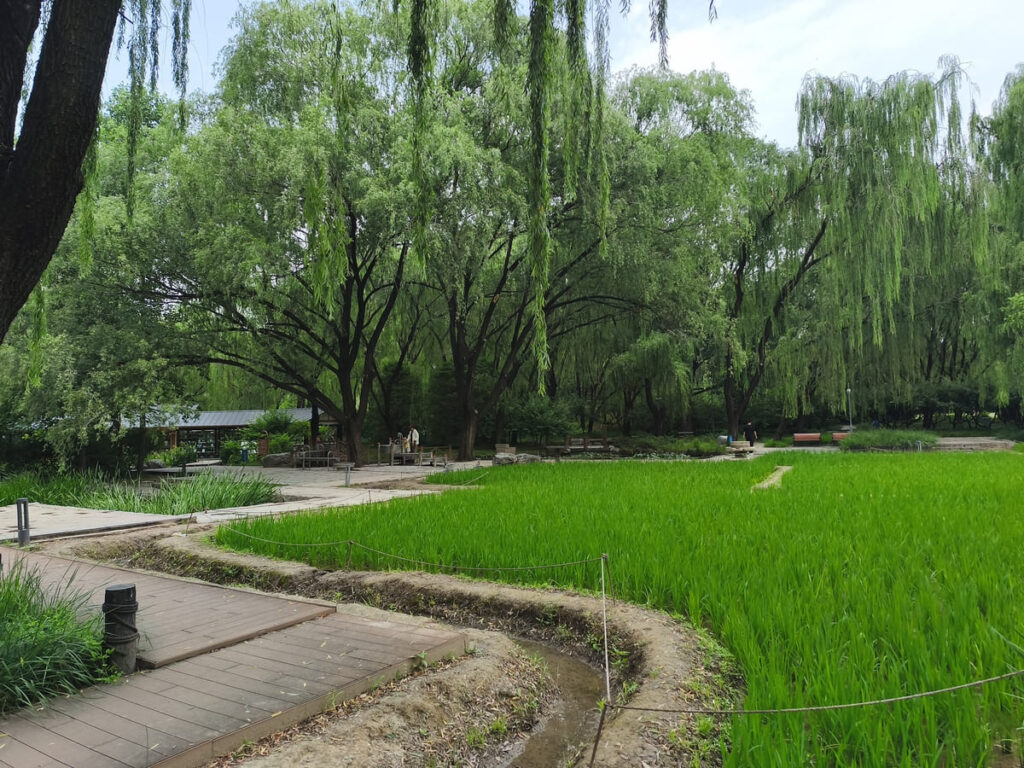 Rice field at Haidian Park