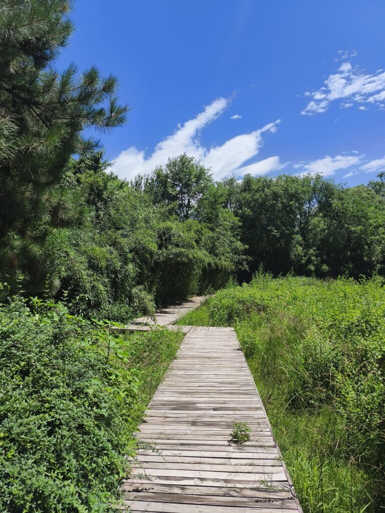 Path through overgrown grass at Old Summer Palace